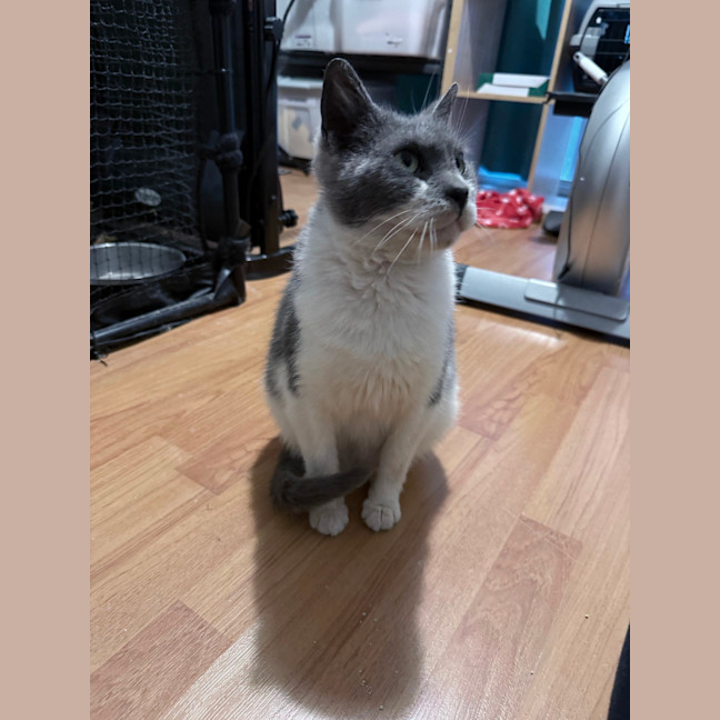 Photo of Harvey