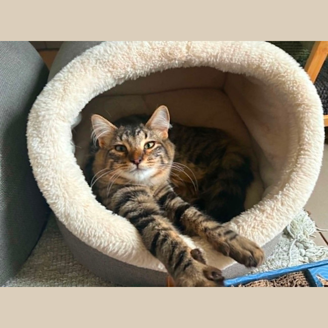 Photo of Heather *9 Lives Project Rescue*