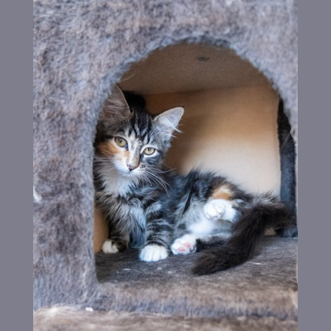 Photo of Bramble