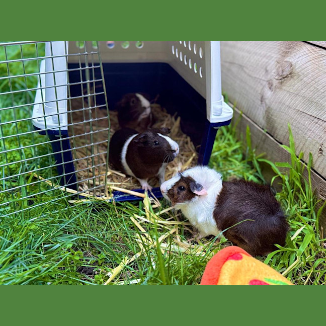 Photo of Chestnut (Bonded To Walnut And Peanut)