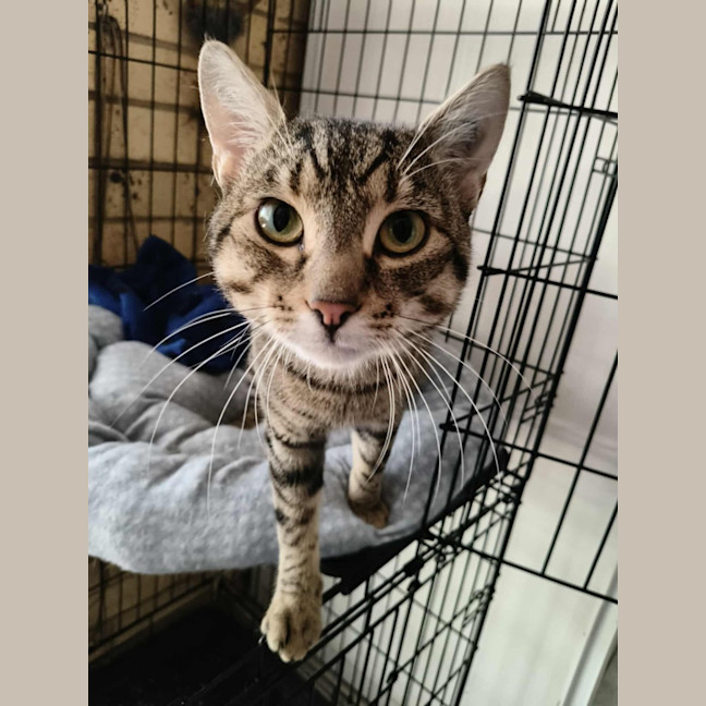 Photo of Niblet
