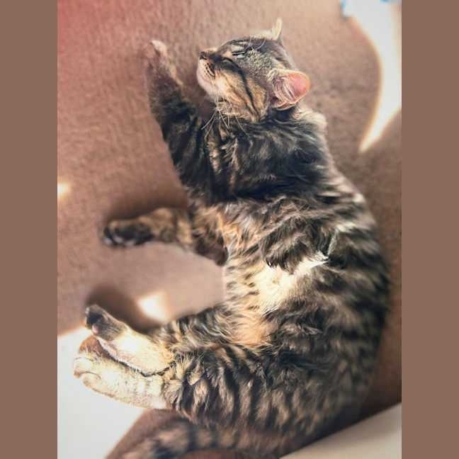 Photo of Josie