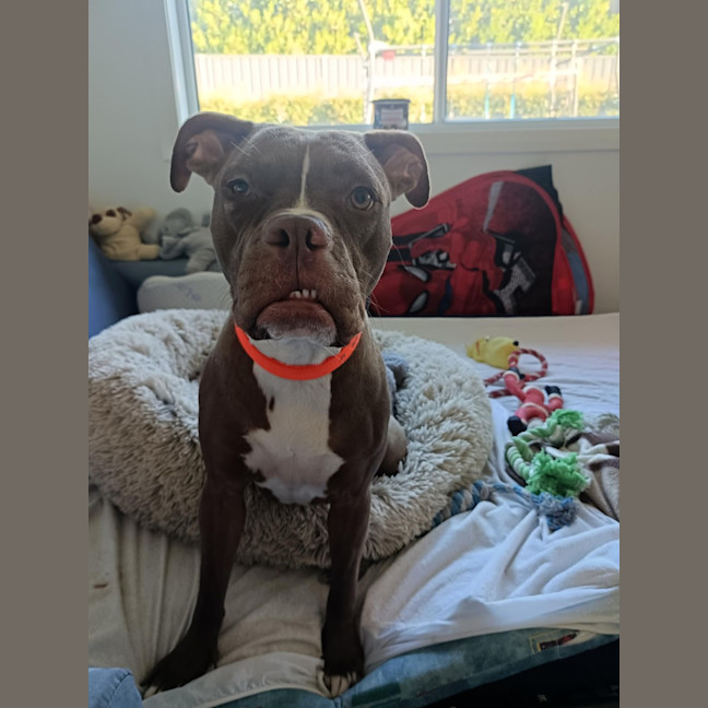 Photo of Maxie   21 Month Old Staffy X Boxer