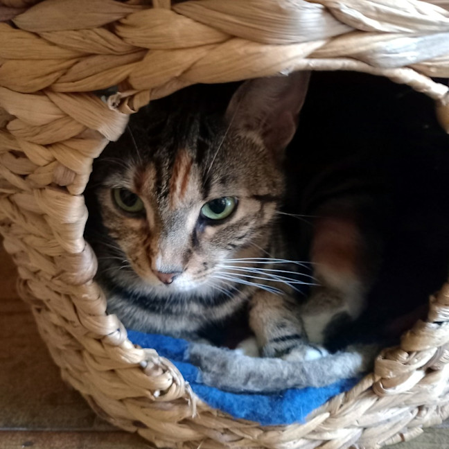 Photo of Nutmeg Rsta012162