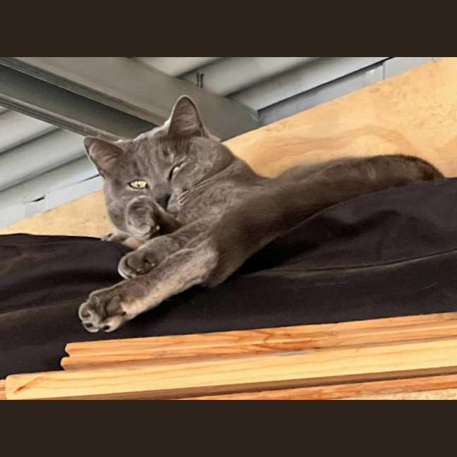 Photo of Mishka