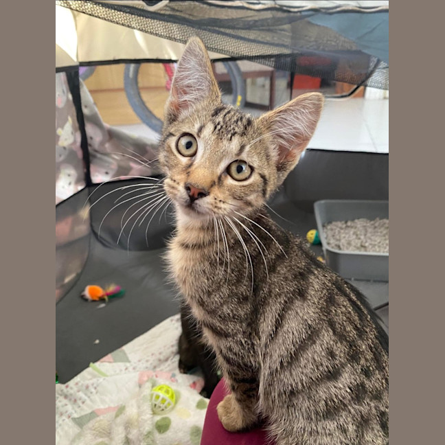 Photo of Hubble (K63)