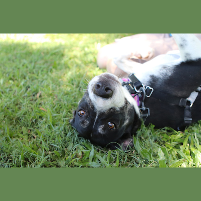 Photo of Ava