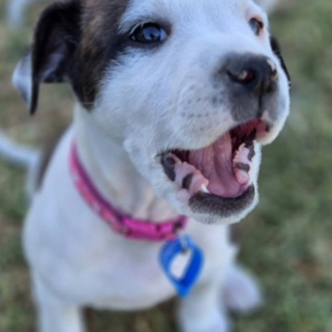 Photo of Misty