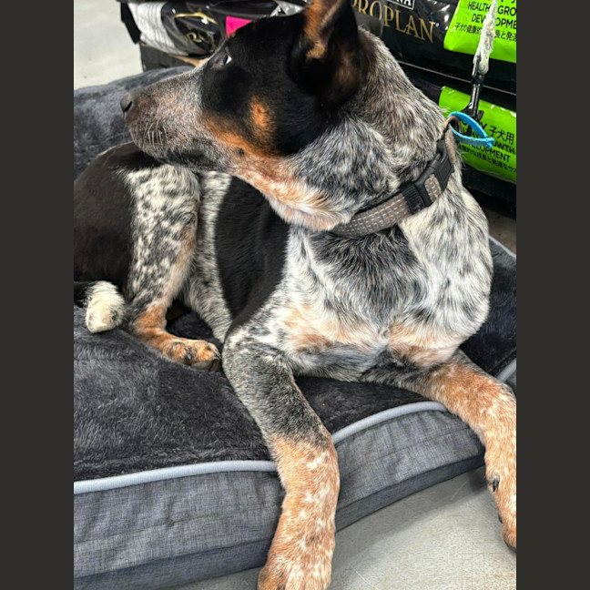 Photo of Draco