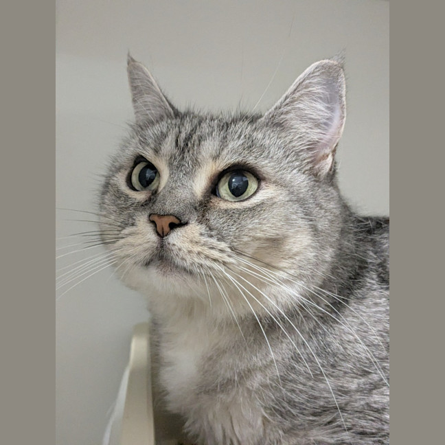 Photo of 🧶 Mittens 7012 🧶