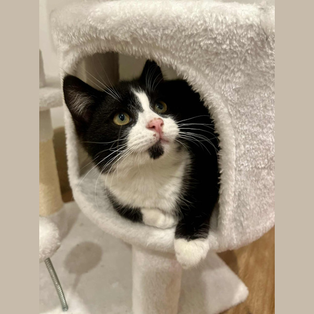 Photo of Jasper   In Foster In Doreen