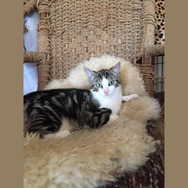 Photo of Mr Shmeagal