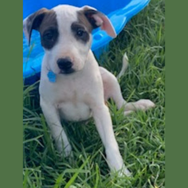 Photo of Hank ~ 11 Week Old, Staffy X Beagle Puppy