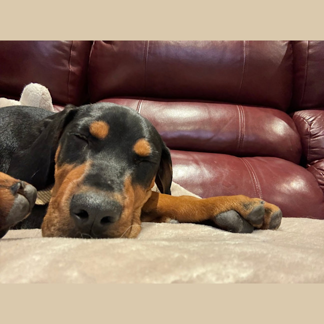 Photo of Zeke (Was Grayson) 