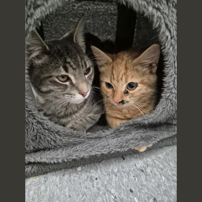 Photo of Captain! 🏴‍☠️ 