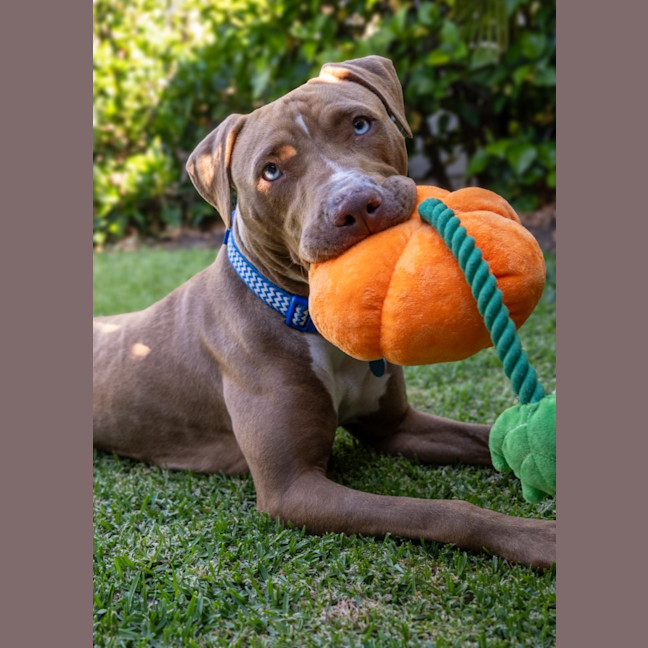 Photo of Luna