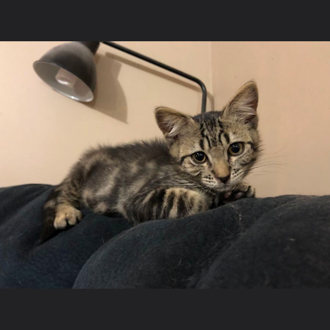 Photo of Jasper