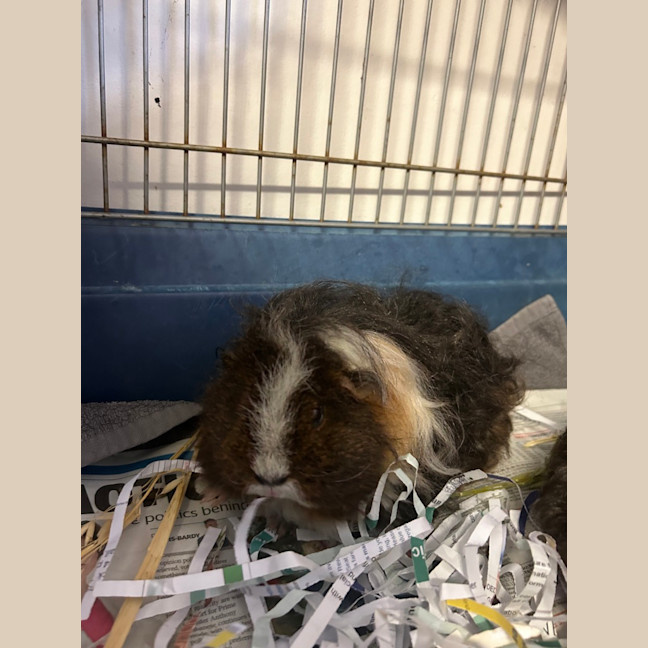 Photo of Toffee