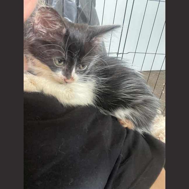 Photo of Echo