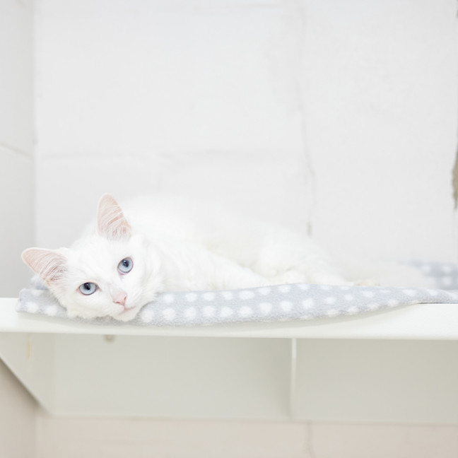 Photo of Pixie