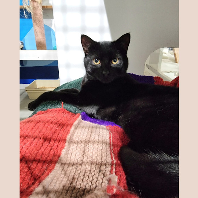 Photo of Jetson