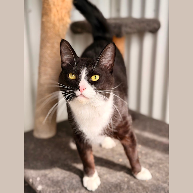 Photo of Maow Maow