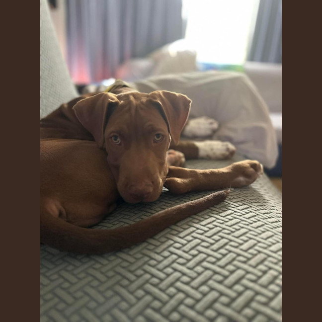 Photo of Buddy