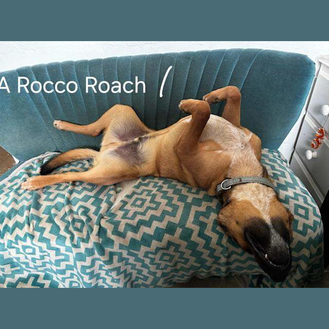 Photo of Rocco