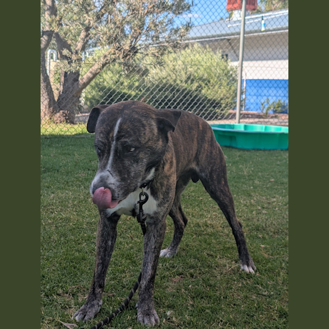 Photo of Lenny (Yeti)