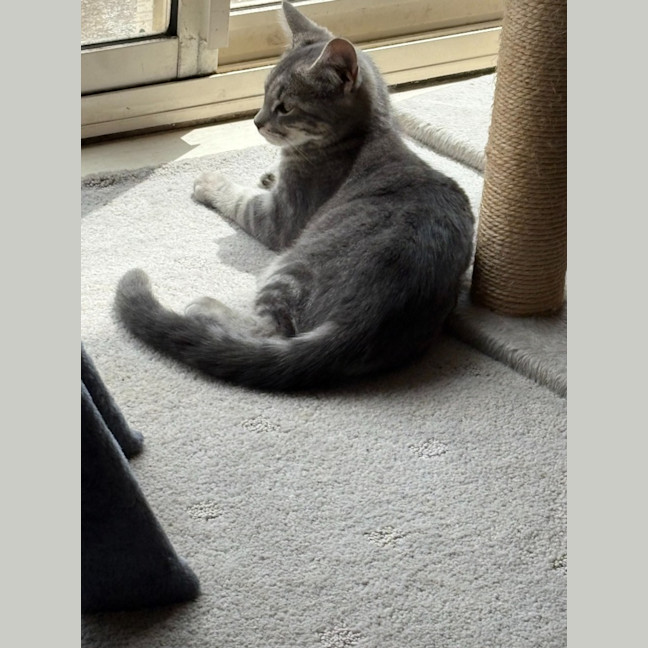 Photo of Tabitha   Reduced Adoption Fee $150