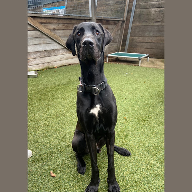 Photo of Rufus