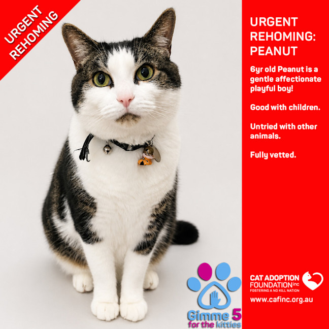 Photo of Peanut