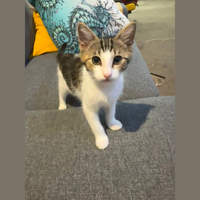 Photo of Pebbles