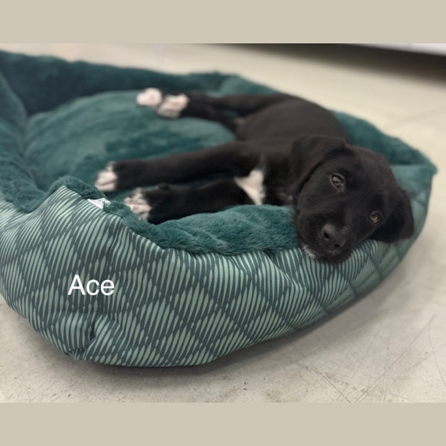 Photo of Ace