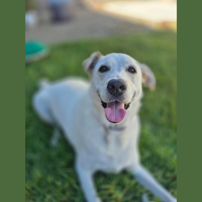 Photo of Shadow