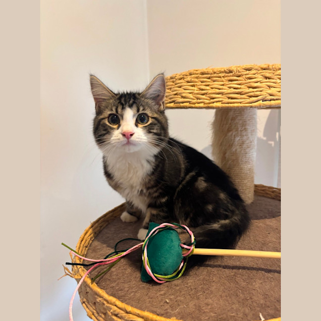 Photo of Gizmo Meet Me@Petstock Hastings Store