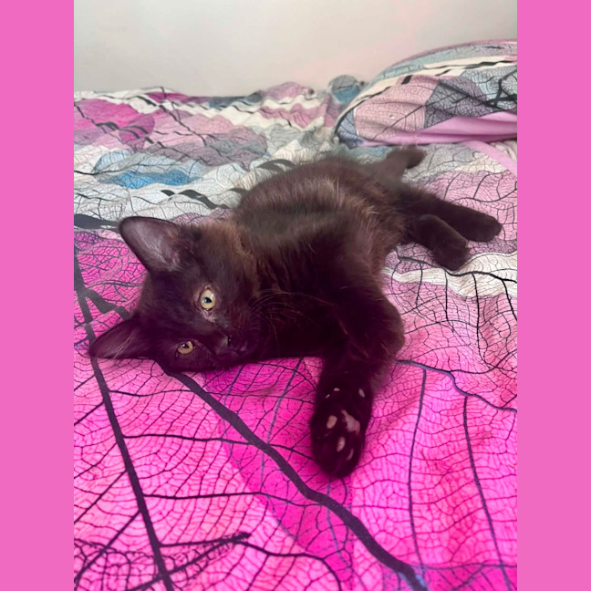 Photo of Huckleberry