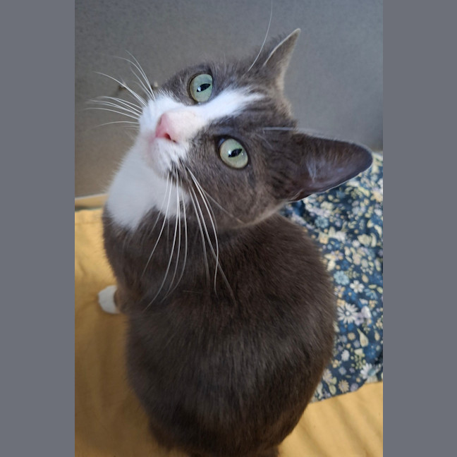 Photo of Luna