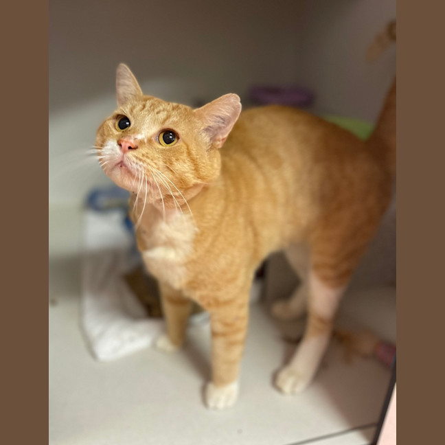 Photo of Tigger