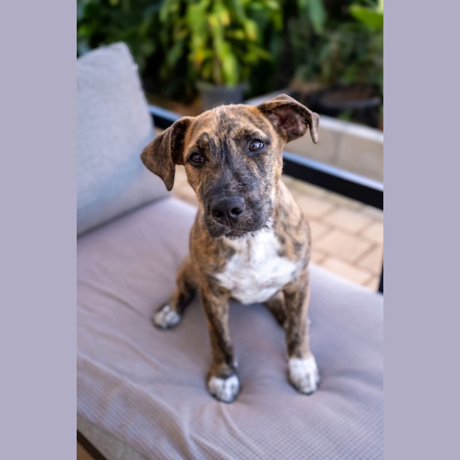 Photo of Wren