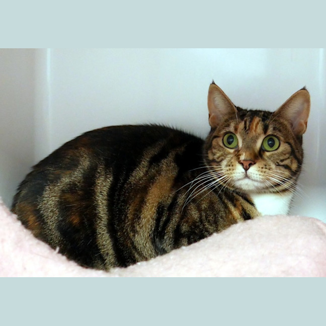 Photo of Nutmeg Rsta012162