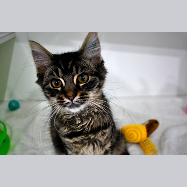 Photo of Catty B