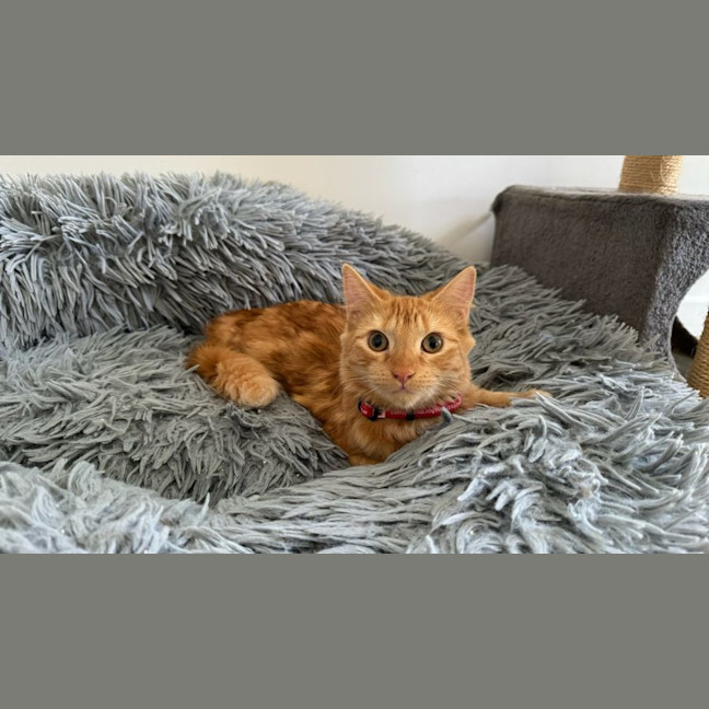 Photo of Ginger (Ginny) 