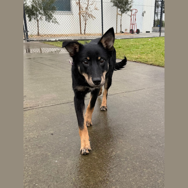 Photo of Bindi
