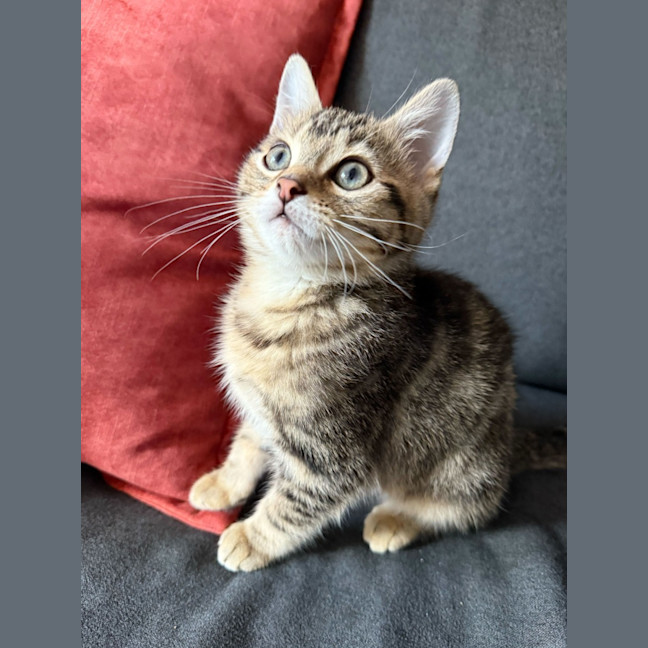 Photo of Umami And Dashi