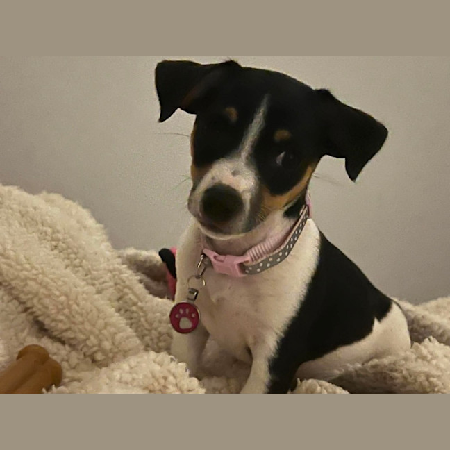 Photo of Skye