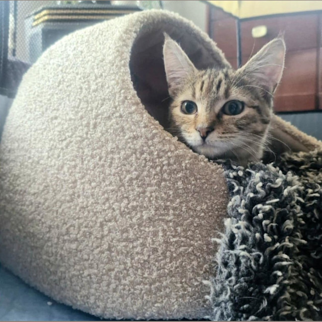 Photo of Chloe   Located In Wallan