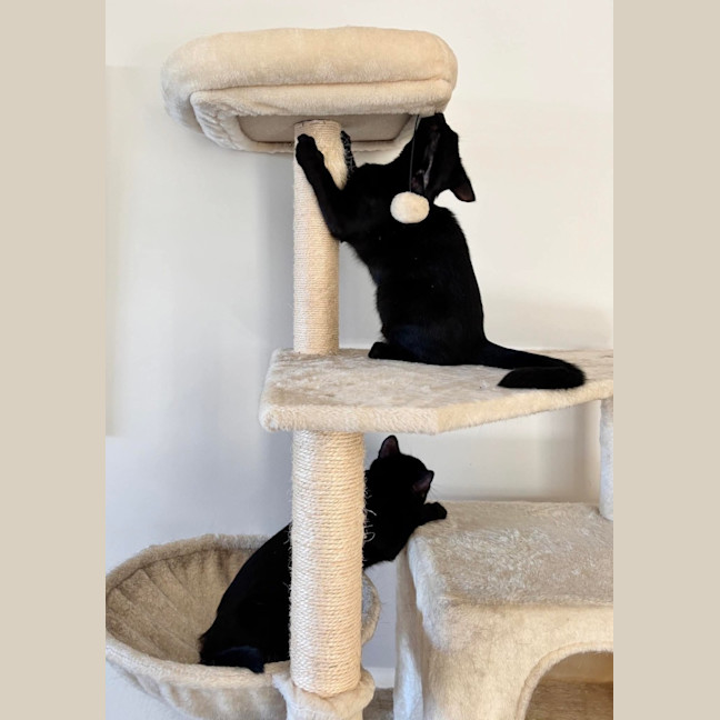Photo of Mixie & Dixie 