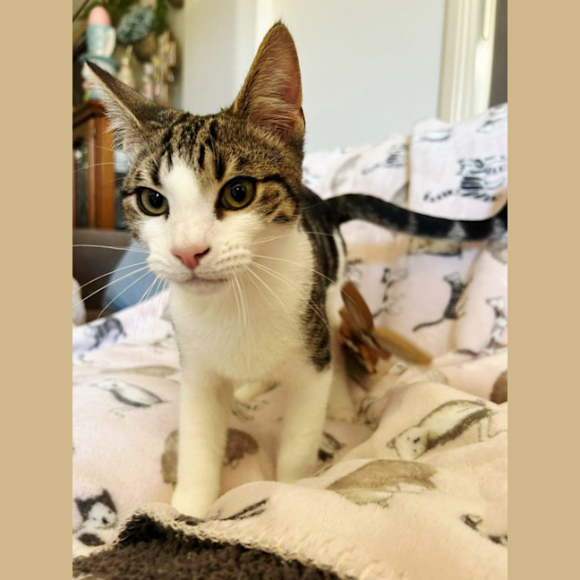 Photo of Tink