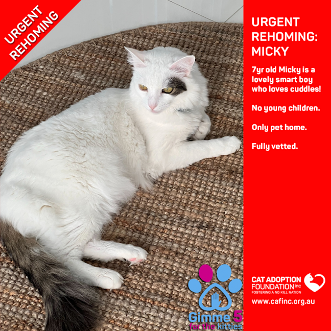 Photo of Micky Private Rehoming No Charge!